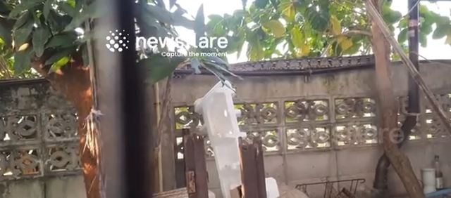 Nhìn ra hàng rào, người phụ nữ bắt gặp cảnh tượng nổi da gà- Ảnh 1.