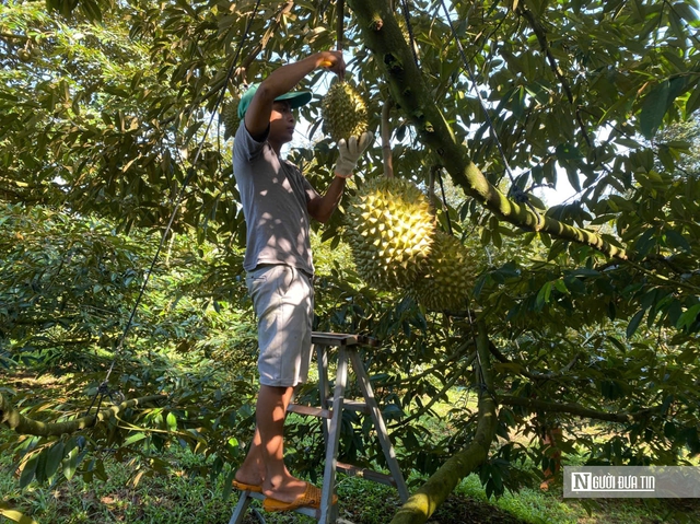 Nâng tầm nông sản Đồng Nai – Kỳ 1: Rộng đất, dày tiềm năng nhưng chưa “hóa vàng"- Ảnh 3. Nâng tầm nông sản Đồng Nai – Kỳ 1: Rộng đất, dày tiềm năng nhưng chưa “hóa vàng"- Ảnh 3.