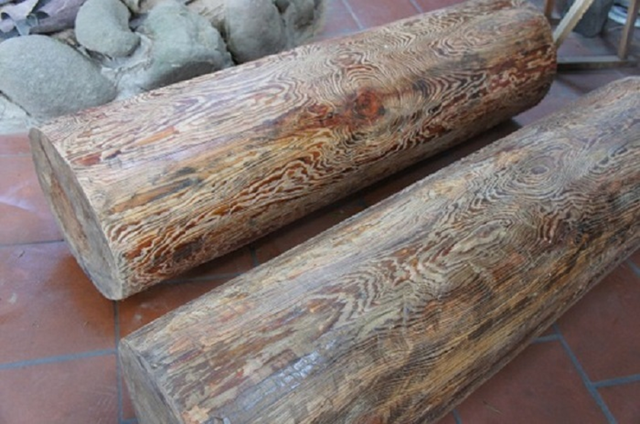 Loài cây quý hiếm bậc nhất thế giới, chỉ 3 quốc gia sở hữu, Việt Nam cũng có- Ảnh 4. Loài cây quý hiếm bậc nhất thế giới, chỉ 3 quốc gia sở hữu, Việt Nam cũng có- Ảnh 4.