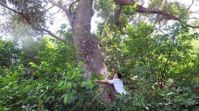 Loài cây quý hiếm bậc nhất thế giới, chỉ duy nhất Việt Nam mới có- Ảnh 3. Loài cây quý hiếm bậc nhất thế giới, chỉ duy nhất Việt Nam mới có- Ảnh 3.