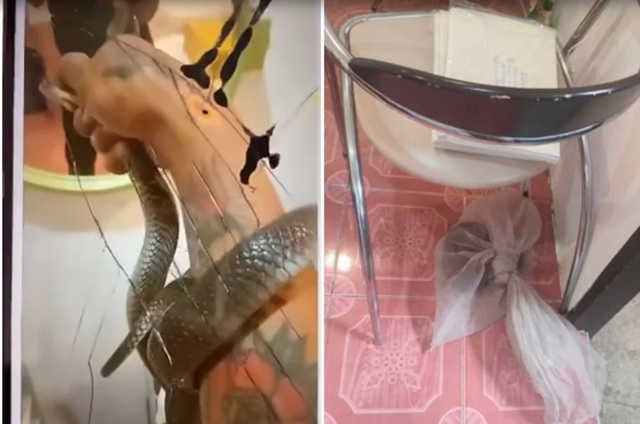 Nam thanh niên bị rắn hổ mang cắn tử vong trong khách sạn- Ảnh 1. Nam thanh niên bị rắn hổ mang cắn tử vong trong khách sạn- Ảnh 1.