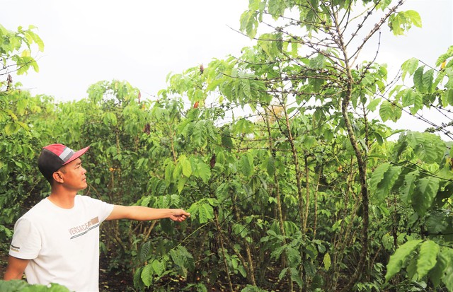 Vụ hơn 5,5 ha cà phê chết cành, rụng quả bất thường ở Lâm Đồng: Cơ quan chức năng lấy mẫu phân bón đi phân tích- Ảnh 2. Vụ hơn 5,5 ha cà phê chết cành, rụng quả bất thường ở Lâm Đồng: Cơ quan chức năng lấy mẫu phân bón đi phân tích- Ảnh 2.