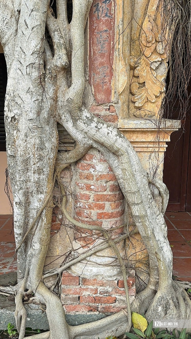 Chiêm ngưỡng ngôi đình “độc nhất vô nhị” nằm trọn trong lòng cây bồ đề cổ thụ- Ảnh 4. Chiêm ngưỡng ngôi đình “độc nhất vô nhị” nằm trọn trong lòng cây bồ đề cổ thụ- Ảnh 4.