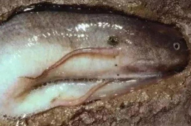 Loài cá duy nhất trên thế giới có thể sống 5 năm không cần nước- Ảnh 5. Loài cá duy nhất trên thế giới có thể sống 5 năm không cần nước- Ảnh 5.