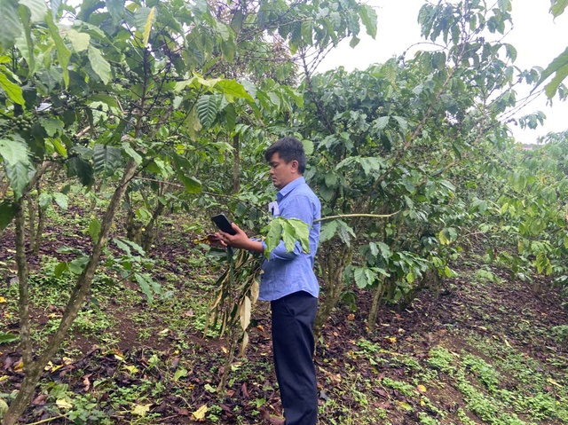 Vụ hơn 5,5 ha cà phê chết cành, rụng quả bất thường ở Lâm Đồng: Cơ quan chức năng lấy mẫu phân bón đi phân tích- Ảnh 3. Vụ hơn 5,5 ha cà phê chết cành, rụng quả bất thường ở Lâm Đồng: Cơ quan chức năng lấy mẫu phân bón đi phân tích- Ảnh 3.