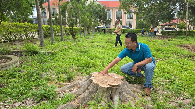 Hàng loạt cây xanh trong khuôn viên xã bị cưa hạ, bán làm củi- Ảnh 2. Hàng loạt cây xanh trong khuôn viên xã bị cưa hạ, bán làm củi- Ảnh 2.