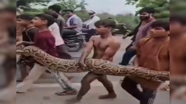 Người dân dùng tay không bắt sống trăn khổng lồ dài 4,5 mét- Ảnh 1. Người dân dùng tay không bắt sống trăn khổng lồ dài 4,5 mét- Ảnh 1.