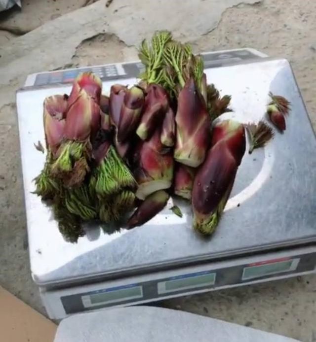 "Lộc trời" mọc từ cây đầy gai nhọn, nay thành đặc sản giá 36 triệu/kg vẫn có người xuống tiền mua- Ảnh 3. "Lộc trời" mọc từ cây đầy gai nhọn, nay thành đặc sản giá 36 triệu/kg vẫn có người xuống tiền mua- Ảnh 3.