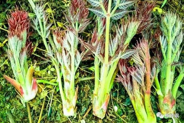 "Lộc trời" mọc từ cây đầy gai nhọn, nay thành đặc sản giá 36 triệu/kg vẫn có người xuống tiền mua- Ảnh 4. "Lộc trời" mọc từ cây đầy gai nhọn, nay thành đặc sản giá 36 triệu/kg vẫn có người xuống tiền mua- Ảnh 4.