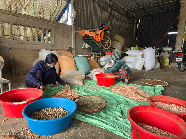 Sợ trên thị trường dầu ăn "bẩn", người dân xứ Nghệ đổ xô đi ép dầu lạc, vừng về dùng - Ảnh 7. Sợ trên thị trường dầu ăn "bẩn", người dân xứ Nghệ đổ xô đi ép dầu lạc, vừng về dùng - Ảnh 7.
