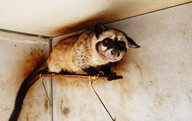 Cãi vợ nuôi con "đặc sản" dân nhậu thích mê, lão nông kiếm bộn tiền- Ảnh 3. Cãi vợ nuôi con "đặc sản" dân nhậu thích mê, lão nông kiếm bộn tiền- Ảnh 3.