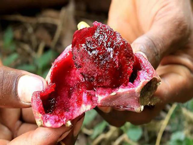 Loài cây "đáng ghét" trong mắt nông dân, nay 300.000 đồng/kg- Ảnh 4. Loài cây "đáng ghét" trong mắt nông dân, nay 300.000 đồng/kg- Ảnh 4.