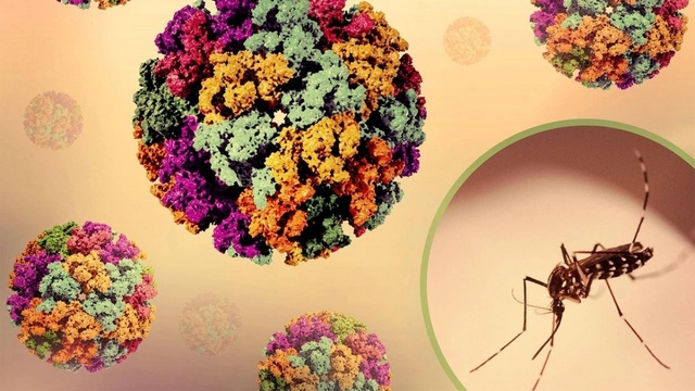 Dịch bệnh Chikungunya tăng tại nhiều nước, Bộ Y tế chỉ đạo khẩn - Ảnh 1.