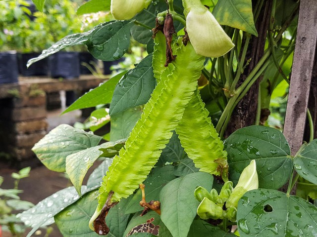 Thứ từng là "thức ăn cho lợn" nay có giá đắt đỏ, 1 triệu đồng/kg, ở Việt Nam trồng bạt ngàn- Ảnh 1. Thứ từng là "thức ăn cho lợn" nay có giá đắt đỏ, 1 triệu đồng/kg, ở Việt Nam trồng bạt ngàn- Ảnh 1.