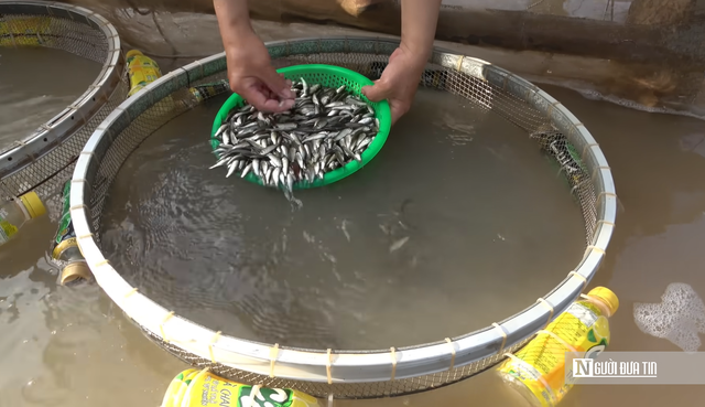 Đặc sản mùa nước nổi miền Tây- Ảnh 3.