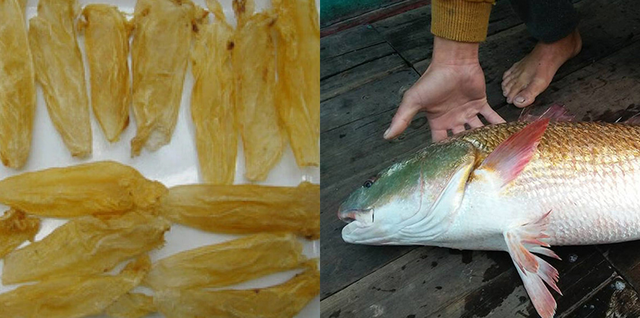 Loài cá đắt đỏ bậc nhất thế giới, trong bụng có thứ "quý như vàng", giá hơn 1 tỷ đồng/kg, ở Việt Nam cũng có- Ảnh 7. Loài cá đắt đỏ bậc nhất thế giới, trong bụng có thứ "quý như vàng", giá hơn 1 tỷ đồng/kg, ở Việt Nam cũng có- Ảnh 7.