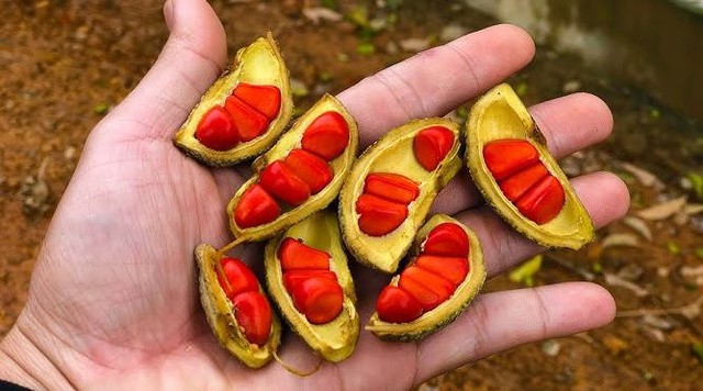 Loại hạt xưa rụng "thối gốc" không ai nhặt, nay có giá đắt đỏ bậc nhất Việt Nam, 4 triệu đồng/kg - Ảnh 2.