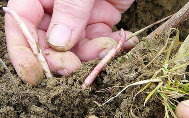 Loại rau dại từng ít người "ngó" đến, nay thành đặc sản 39 triệu đồng/kg - Ảnh 2.