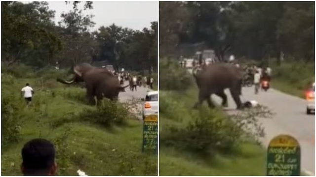 Người đàn ông bị voi dữ rượt đuổi, giẫm đạp lên người và cái kết - Ảnh 1.