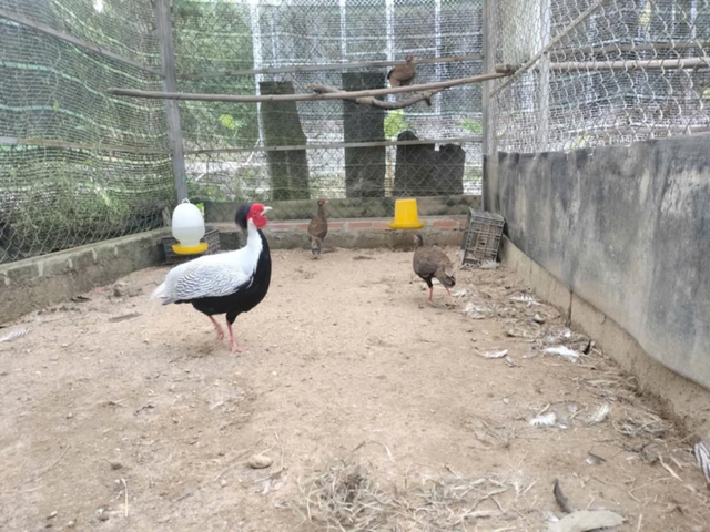 Mục sở thị vẻ đẹp của những cá thể gà lôi trắng đang được bảo tồn ở Huế - Ảnh 5.