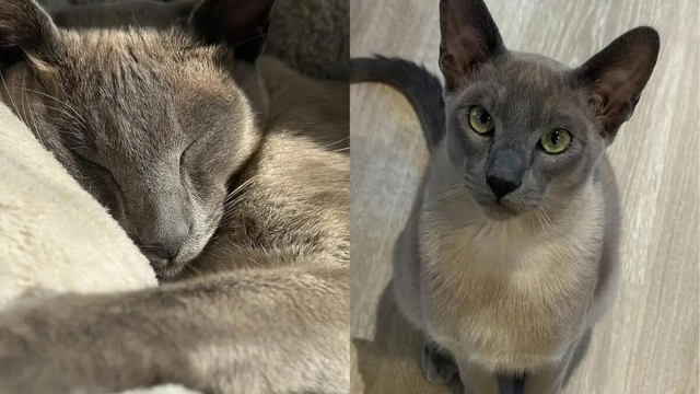 Chú mèo chuyên lấy đồ "lạ" từ nhà hàng xóm về tặng chủ - Ảnh 1.