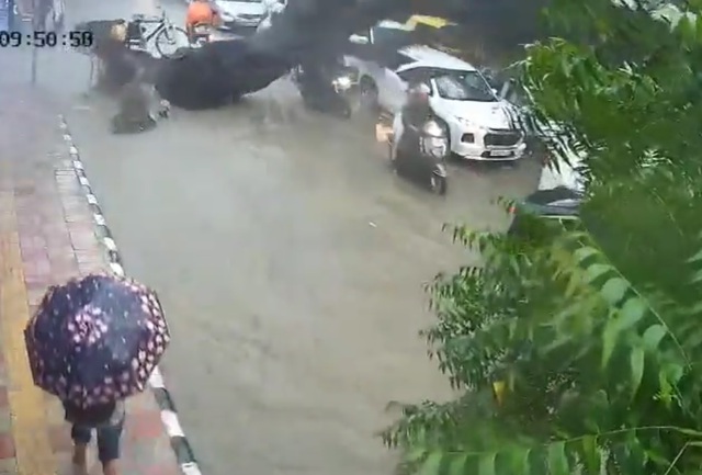 Cây xanh bất ngờ bật gốc, đè trúng hai cha con đi xe máy - Ảnh 1.