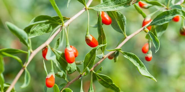Đừng chỉ ăn quả, lá loại cây này quý như "nhân sâm của nhà nghèo", nhiều người không biết mà ăn - Ảnh 2.