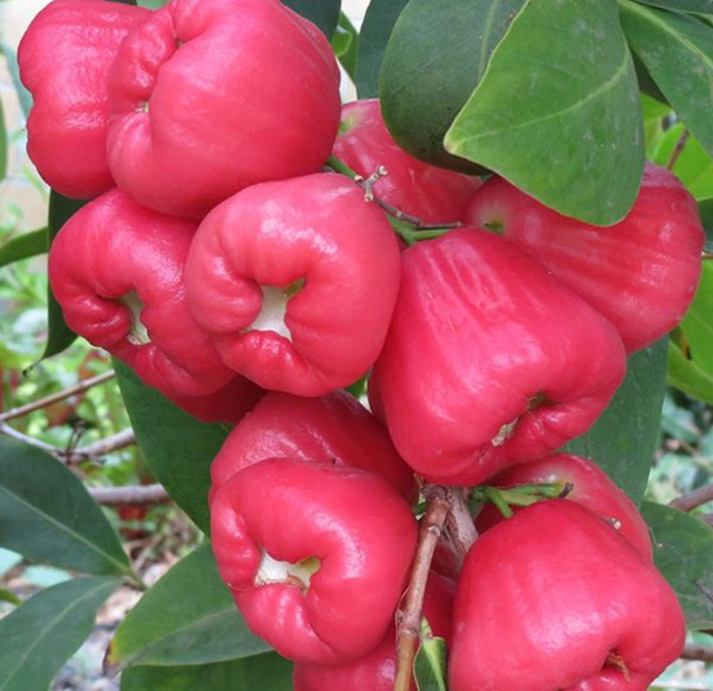 Loại quả quê ở Việt Nam chín rụng đầy gốc, sang nước ngoài coi là "vua trái cây" - Ảnh 1.