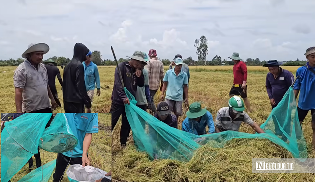 “Chuột đồng” từ nỗi lo mùa màng đến đặc sản trứ danh - Ảnh 1.