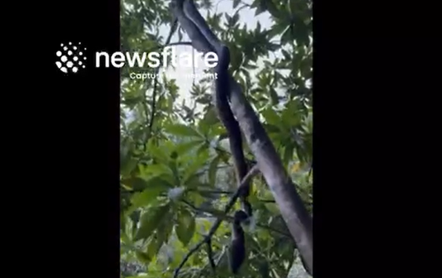 Nhìn lên cây, người đàn ông phát hiện cảnh tượng nổi da gà- Ảnh 1.