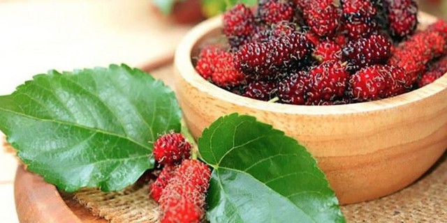 Đừng chỉ ăn quả, lá cây này quý như "nhân sâm của người nghèo", ở quê mọc đầy không ai ngó - Ảnh 1.