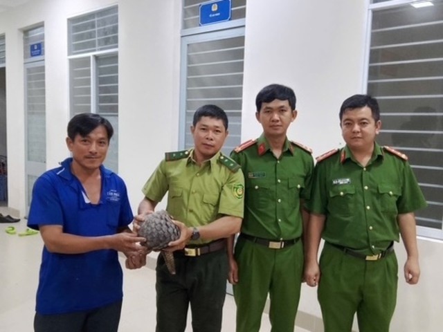 Đang đi trên đường, người đàn ông phát hiện con tê tê quý hiếm nặng gần 4kg- Ảnh 1. Đang đi trên đường, người đàn ông phát hiện con tê tê quý hiếm nặng gần 4kg- Ảnh 1.