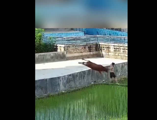 Đang đi dạo, bỗng phát hiện cảnh tượng nổi da gà chàng trai chạy như "tên bắn"- Ảnh 1. Đang đi dạo, bỗng phát hiện cảnh tượng nổi da gà chàng trai chạy như "tên bắn"- Ảnh 1.