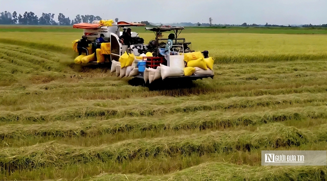 Thu hoạch lúa Hè Thu, nông dân lo lỗ vì giá - Ảnh 1.