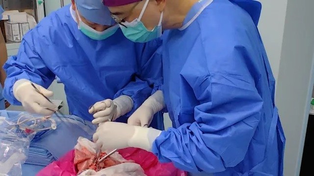 Lần đầu tiên trong lịch sử phổi lợn được cấy ghép thành công cho người- Ảnh 1. Lần đầu tiên trong lịch sử phổi lợn được cấy ghép thành công cho người- Ảnh 1.