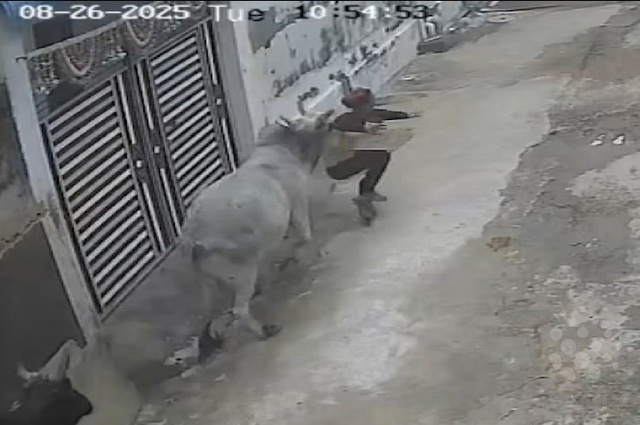 Người đàn ông đi xe máy bị bò điên húc văng trên phố - Ảnh 1.