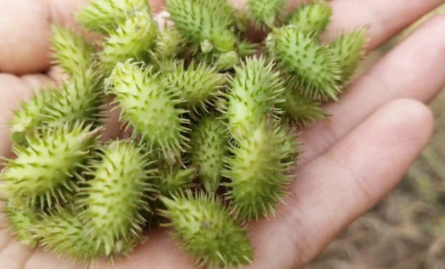 Loài cây là "kẻ thù nhà nông" ở quê ít ai ngó, nay thế giới lại đánh giá cao vài trăm nghìn mới mua được 1kg - Ảnh 3.