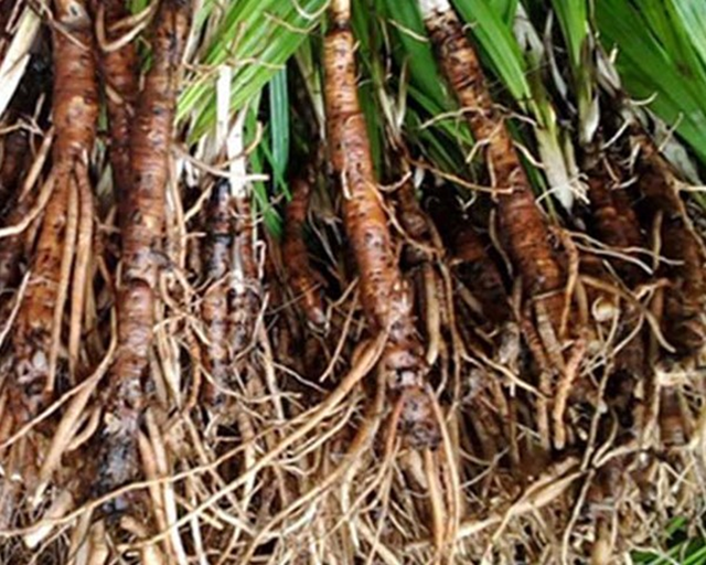 Loại cây hoang mọc bờ rào xưa không ai "ngó", nay bán nửa triệu đồng/kg - Ảnh 1.
