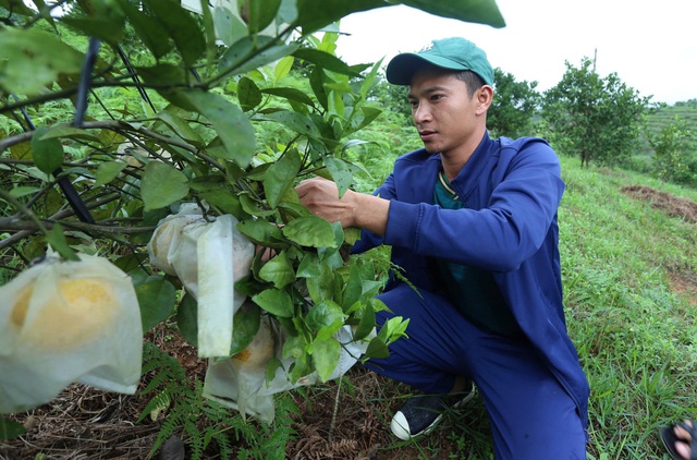 Kết nối sản xuất và tiêu thụ nông sản các tỉnh vùng Bắc Trung Bộ để phát triển bền vững - Ảnh 3.