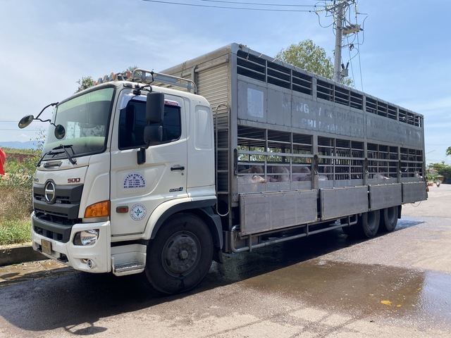 Gia Lai: Quản lý thị trường tiếp tục phát hiện xe tải chở 220 con heo nhiễm dịch tả châu Phi - Ảnh 1.