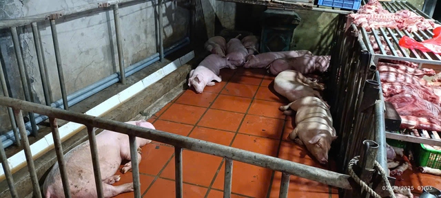 Phát hiện cơ sở giết mổ, bán lợn nhiễm dịch tả lợn châu Phi số lượng lớn- Ảnh 2.