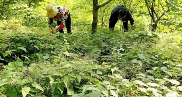 Cây dại ở Việt Nam mọc um tùm, sang nước ngoài giá hơn nửa triệu /kg - Ảnh 3.