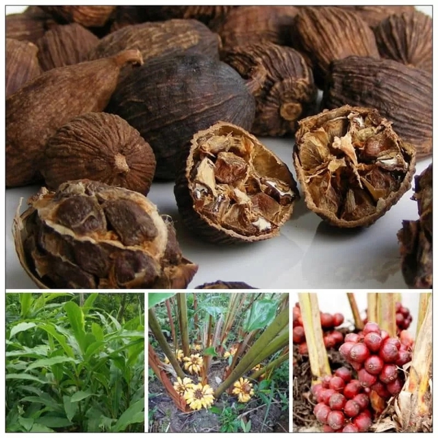 Quả dại ở quê không ai ăn không ngờ là "mỏ vàng", 300.000 đồng/kg - Ảnh 1.