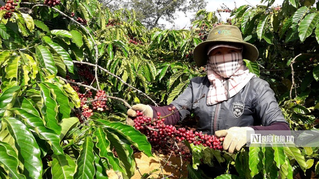 Thứ trưởng Bộ Nông nghiệp và Môi trường: Rà soát, nâng cấp đập dâng, hồ chứa nhỏ để giải bài toán khô hạn cho Gia Lai- Ảnh 6.