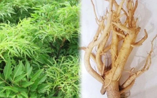 Cây đinh lăng - loài cây "nhỏ mà có võ" - Ảnh 5.