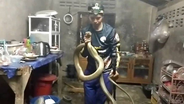 Bắt sống rắn hổ mang chúa dài 4 mét ẩn nấp trong bếp nhà dân- Ảnh 1. Bắt sống rắn hổ mang chúa dài 4 mét ẩn nấp trong bếp nhà dân- Ảnh 1.