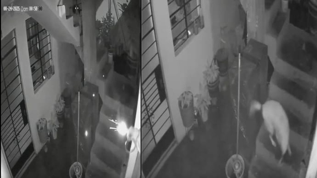 Thuốc nổ bị ném vào nhà, chú chó có hành động cứu mạng cả gia đình - Ảnh 1.