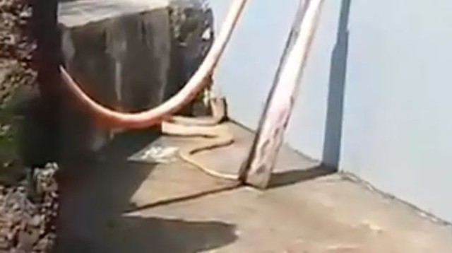 Người dân hoảng hồn khi phát hiện rắn hổ mang trắng quý hiếm dài 2,4m trong sân nhà- Ảnh 1. Người dân hoảng hồn khi phát hiện rắn hổ mang trắng quý hiếm dài 2,4m trong sân nhà- Ảnh 1.