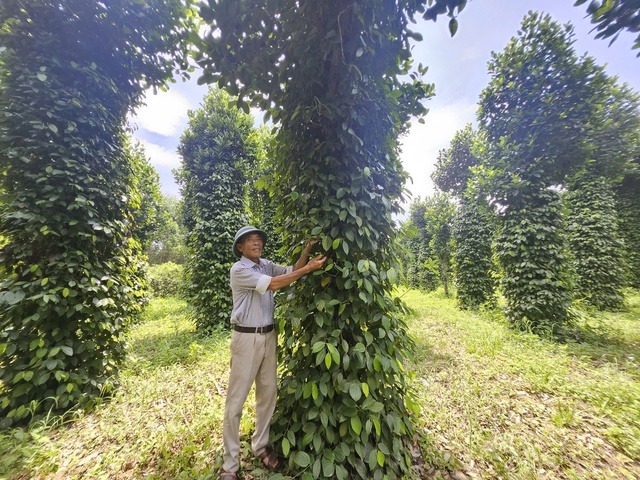 Lão nông từng tái nghèo vì "vàng trắng" nay thành tỷ phú cây ăn quả- Ảnh 5.
