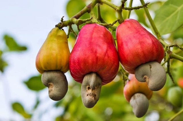 Loại hạt được đánh giá "tốt bậc nhất thế giới", Việt Nam xuất khẩu số 1 toàn cầu suốt nhiều năm - Ảnh 1.